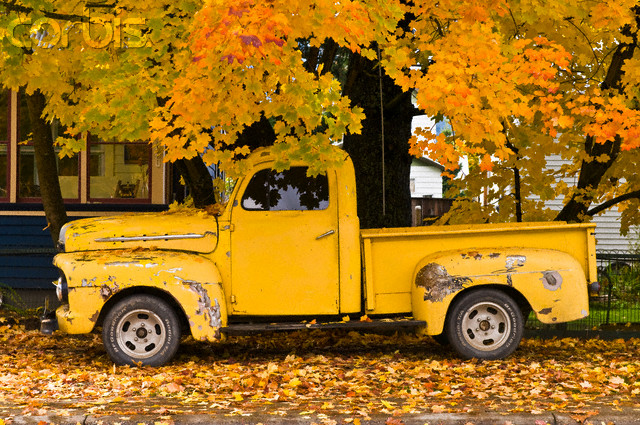 Battered old pickup truck under autumn maple tree